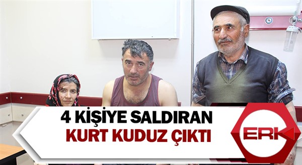 4 kişiye saldıran kurt kuduz çıktı