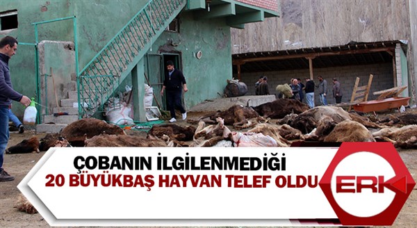 Çobanın ilgilenmediği 20 büyükbaş hayvan telef oldu