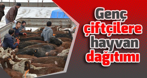 Genç çiftçilere hayvan dağıtımı