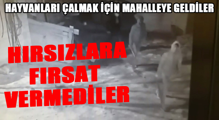 Horasan'da hayvan hırsızlığı son anda önlendi