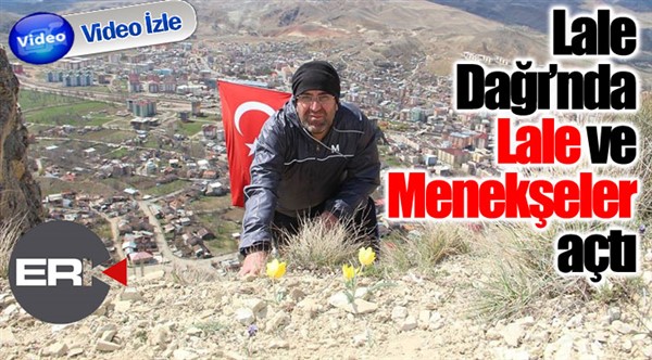 Oltu Lale Dağı'nda Lale ve Menekşeler açtı