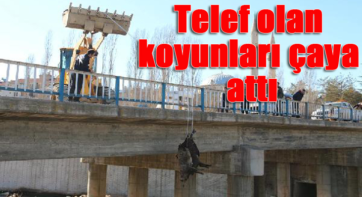 Telef olan koyunları çaya attı