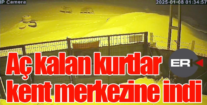 Aç kalan kurtlar kent merkezine indi