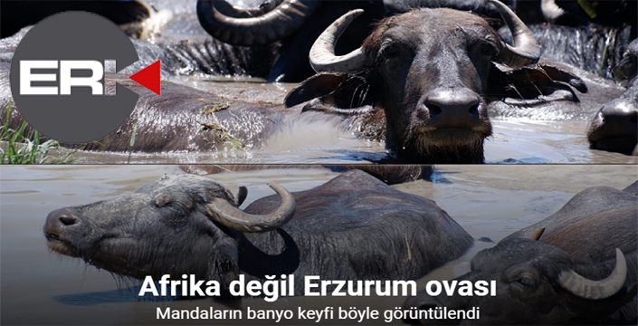 Burası Afrika değil Erzurum Ovası