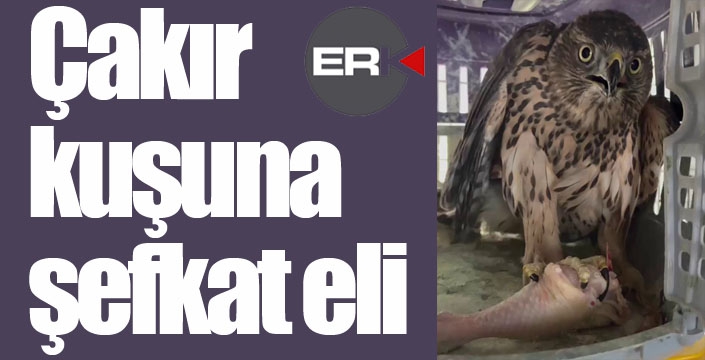 Çakır kuşuna şefkat eli