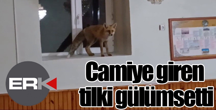 Camiye giren tilki gülümsetti