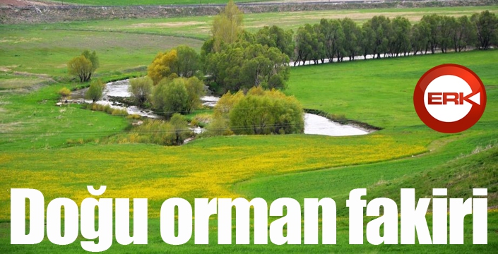 Doğu orman fakiri