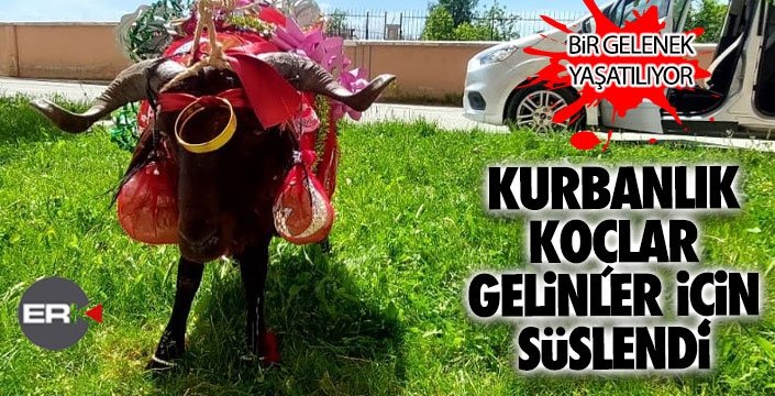 Erzurum'da kurbanlık koçlar gelinler için süslendi