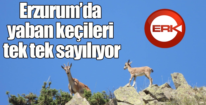 Erzurum’da yaban keçileri tek tek sayılıyor