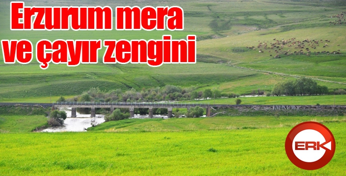 Erzurum mera ve çayır zengini