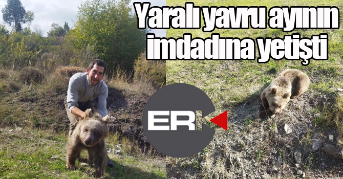 Erzurum Oltu'da yaralı yavru ayı kurtarıldı