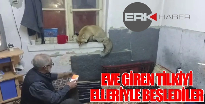 Eve giren tilkiyi elleriyle beslediler...