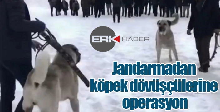 Jandarmadan köpek dövüşçülerine operasyon