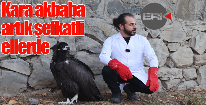 Kara akbaba artık şefkatli ellerde