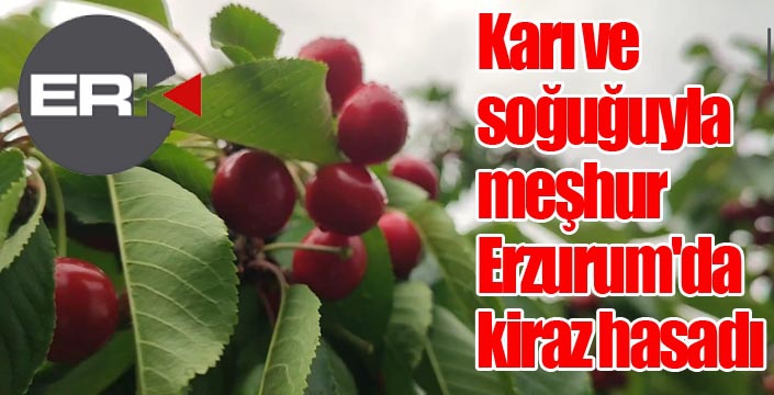 Karı ve soğuğuyla meşhur Erzurum'da kiraz hasadı