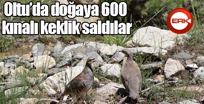 Oltu'da doğaya 600 kınalı keklik saldılar