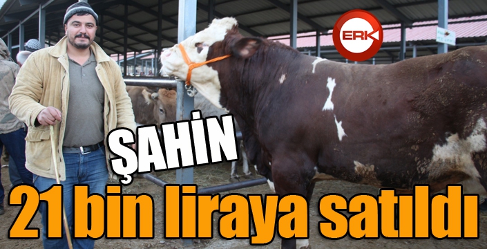 Şahin 21 bin liraya satıldı